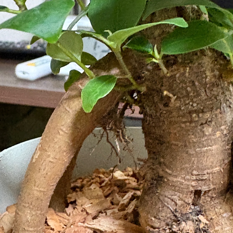 オーナー(EC使ってない)