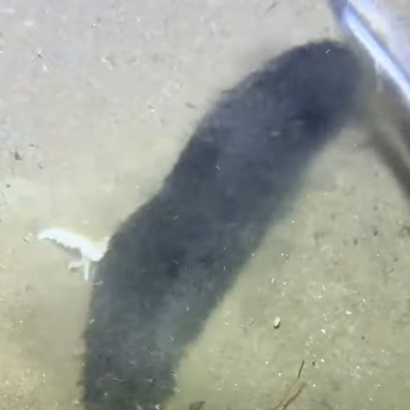 ミニアプリテスト