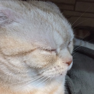 プロフィール試験テスト