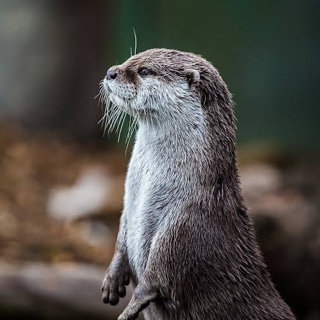 やまあらしテスト